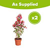 Flowering Fuchsia Pyramid