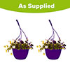 Cool Wave Berries & Cream Pre-Planted Baskets Cool Wave Berries & Cream Pre-Planted Baskets