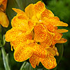 Canna Lily Cannova Orchid