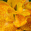 Canna Lily Cannova Orchid