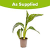Canna Lily Cannova Orchid Canna Lily Cannova Orchid
