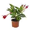 Brazilian Jasmine (Mandevilla) Jade Red