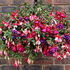 Premium Pre-Planted Fuchsia Trailing Rattan Hanging Baskets