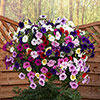 Premium Pre-Planted Petunia Wave Rattan Hanging Baskets
