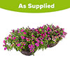Premium Pre-Planted Eton Mess Rattan Hanging Baskets