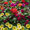 Pre-Planted Sunset Oasis Hanging Baskets