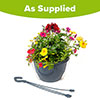 Pre-Planted Sunset Oasis Hanging Baskets Pre-Planted Sunset Oasis Hanging Baskets