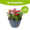 Pre-Planted Verbena Trixi Wild Berries Patio Pots Pre-Planted Verbena Trixi Wild Berries Patio Pots