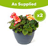 Pre-Planted Begonia Sunshine Shades Patio Pots