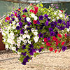Pre-Planted Petunia Patriotic Mix Rattan Hanging Baskets