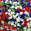 Pre-Planted Petunia Patriotic Mix Rattan Hanging Baskets