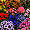 Summer Flowering Bedding Collection Summer Flowering Bedding Collection