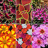Summer Flowering Bedding Collection Summer Flowering Bedding Collection
