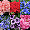 Summer Flowering Bedding Collection Summer Flowering Bedding Collection