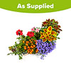 Summer Flowering Bedding Collection