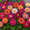 Gerbera Sunshapers Collection