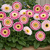 Gerbera Sunshapers Collection