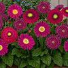 Gerbera Sunshapers Collection