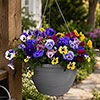 Pre-Planted Pansy Top Wave Hanging Baskets