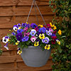 Pre-Planted Pansy Top Wave Hanging Baskets