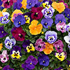 Pre-Planted Pansy Top Wave Hanging Baskets