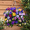 Premium Pre-Planted Pansy Top Wave Rattan Hanging Baskets Premium Pre-Planted Pansy Top Wave Rattan Hanging Baskets