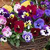 Premium Pre-Planted Pansy Top Wave Rattan Hanging Baskets Premium Pre-Planted Pansy Top Wave Rattan Hanging Baskets