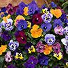 Premium Pre-Planted Pansy Top Wave Rattan Hanging Baskets Premium Pre-Planted Pansy Top Wave Rattan Hanging Baskets
