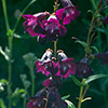 Perennial Hardy Penstemon Collection
