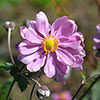 Japanese Anemone Queen Charlotte
