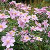 Japanese Anemone Queen Charlotte