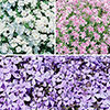 Creeping Phlox Collection Creeping Phlox Collection