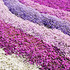 Creeping Phlox Collection Creeping Phlox Collection