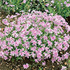 Creeping Phlox Collection Creeping Phlox Collection