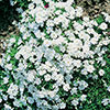 Creeping Phlox Collection Creeping Phlox Collection