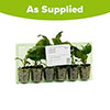 Coreopsis Uptick Collection
