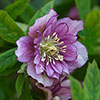 Hellebore Double Queen Mix Hellebore Double Queen Mix
