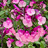 Salvia Peach Melba