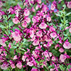 Salvia Peach Melba