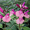 Salvia Peach Melba