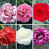 Cottage Garden Devon Pinks Collection