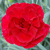Cottage Garden Devon Pinks Collection