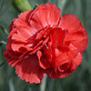 Cottage Garden Devon Pinks Collection