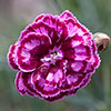 Cottage Garden Devon Pinks Collection