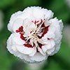 Cottage Garden Devon Pinks Collection