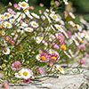 Erigeron karvinskianus Sea of Blossom Erigeron karvinskianus Sea of Blossom