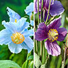 Meconopsis Poppy Collection