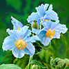 Meconopsis Poppy Collection