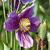 Meconopsis Poppy Collection