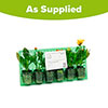 Calendula Power Daisy Collection
